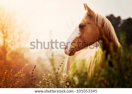 Paint Mare at Dusk in Field Royalty-Free Stock Photo #101053345