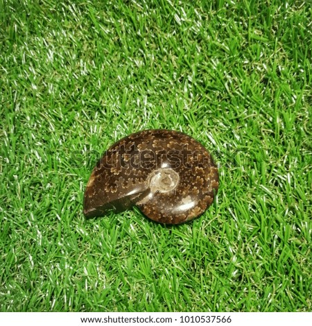 shell on the grass