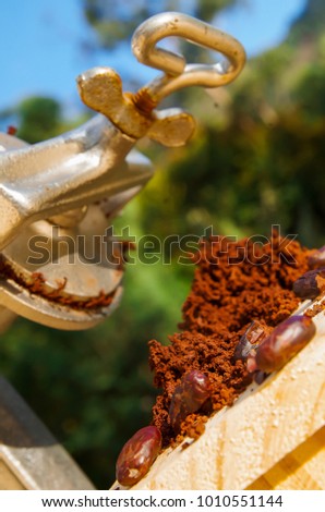 Outdoor view of cacao beans and cacao milled over a wooden table, with hand mill, in a blurred nature background