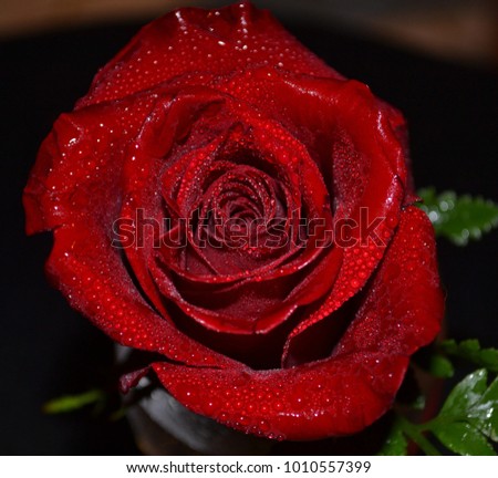 Beautiful red rose in a glass