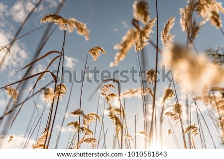 Marmaris, Mugla - Turkey. January 25, 2018. The reeds (Gynerium sagittatum -
 Cortaderia selloana )  and sky in Marmaris National Park, Mugla - Turkey 