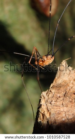 Close up macro photo of a male Phalangium opilio, the most widespread species of harvestman in the world. A harvester, daddy longlegs or opilion, on a human hand with its claws and fangs.