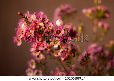 beautiful chamelaucium flower-waxflower geraldton wax