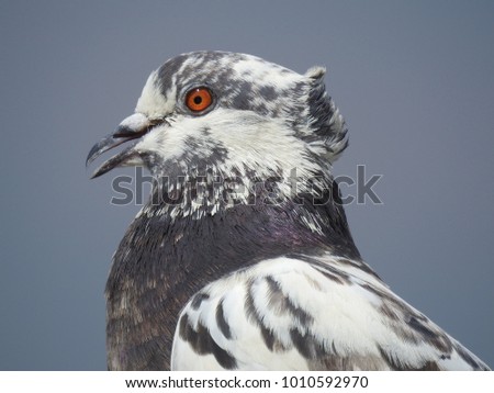 Gorgeous white and grey spots Pigeon. Dove standing in sunny light at afternoon with beautiful blue sky background