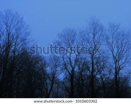 Twilight hour in the city park area, tree silhouettes in the dark. Dusky blue sky and fog in the back plan.