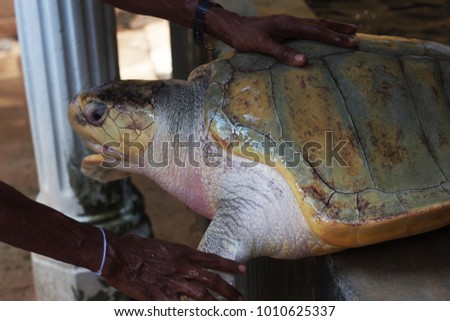 An adult sea turtle on a farm. Bentota, Sri Lanka Royalty-Free Stock Photo #1010625337