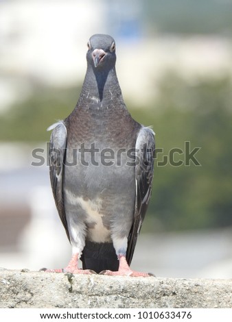 Beautiful and Gorgeous Grey Pigeon / Dove standing in sunny light at afternoon. Attractive yellow color eyes of bird.