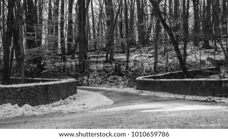Black and white photo of a path in the woods