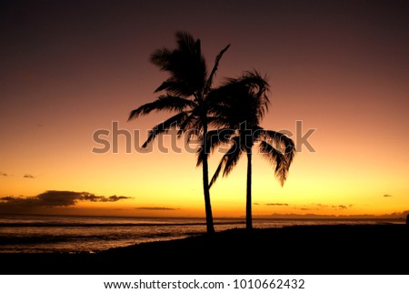 Hawaii Big Island Palms