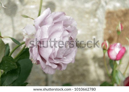 Pink Rose Flower.