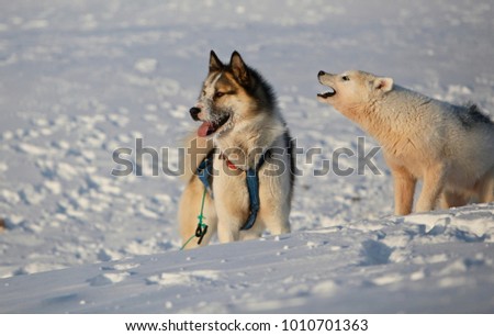 Sled dogs in Ilulissat - Greenland.