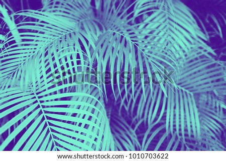trendy design, nature and background concept - close up of ultra violet and blue duotone palm tree leaves Royalty-Free Stock Photo #1010703622
