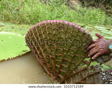 Underside of water-lilies leaf. Plant family Nymphaeaceae, Amazona Brazil