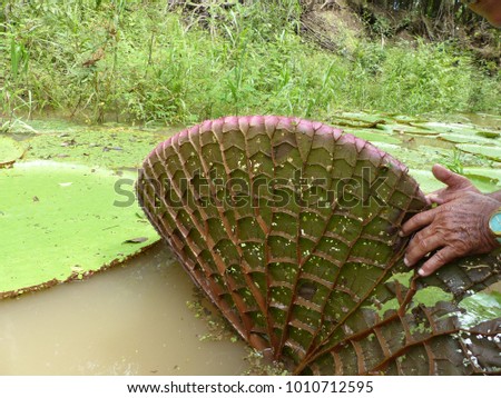 Underside of water-lilies leaf. Plant family Nymphaeaceae, Amazona Brazil