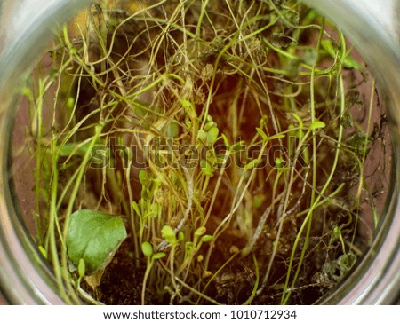 sprouts in a glass jar