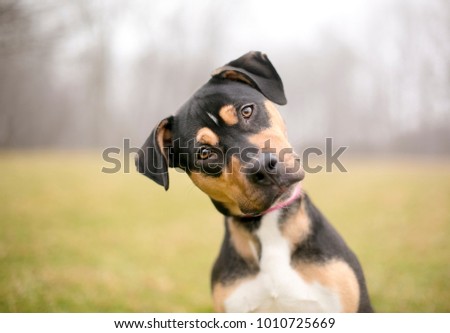 A tricolor mixed breed dog listening intently with a foggy background Royalty-Free Stock Photo #1010725669