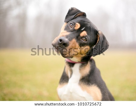 A tricolor mixed breed dog listening intently with a foggy background Royalty-Free Stock Photo #1010725672