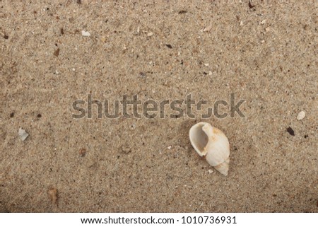 fossil shell on the sand beach, Phuket Thailand