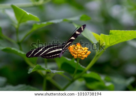 The zebra longwing or zebra heliconian, is a species of butterfly distributed across South and Central America and southern Texas.  The boldly striped black and white wing pattern warns off predators.