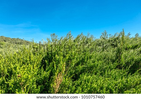 Beautiful green pine walls with blue sky background.