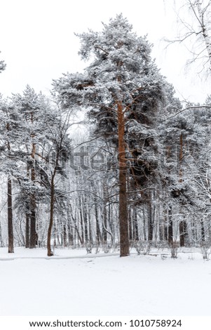 Picture of pine in winter forest at afternoon