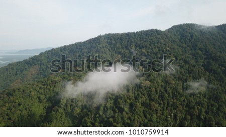 Rainforest. Aerial photo forest landscape
