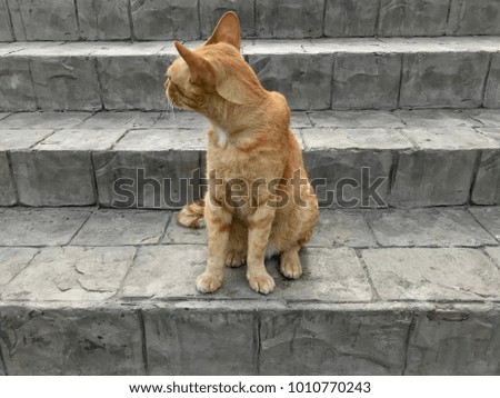 Cute cat sitting on the staircase, yellow color Thai cat on concrete steps