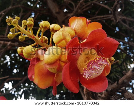 beautiful Flowers Orange and color in summer. in thailand