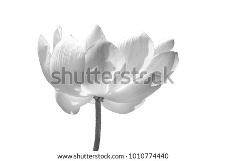 Asian lotus is considered sacred flower for worshiping the Buddha.Make changes black and white colors.