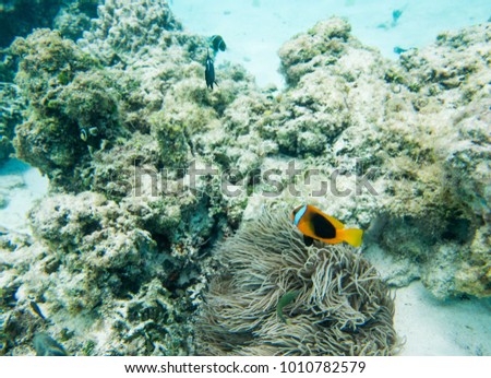 Stunning variety of tropical fish swimming in the stunning coral reef in the Pacific Ocean off the coast of Yejele Beach in Tadine, Mare, New Caledonia Royalty-Free Stock Photo #1010782579