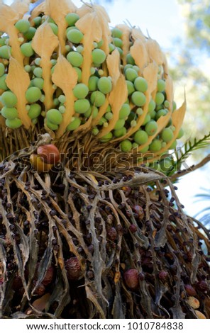 The female seed cone of Cycas revoluta (Sago Cycad or Sago Palm) an Australian native plant 