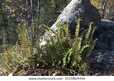 Ferns and lichens patterns in the rocks of Subpolar Urals