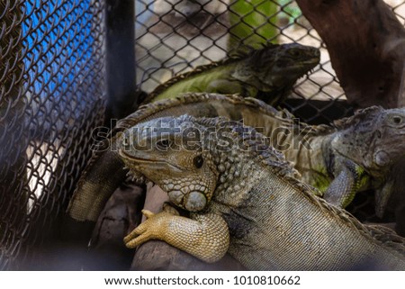 iguana in cage