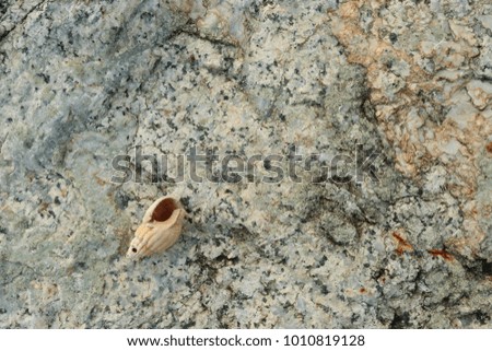 fossil shell on the rock beach, Phuket Thailand