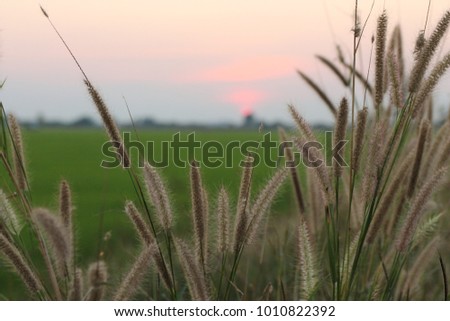 Landscap, Farm, green, electric pole, weed, sunset, street