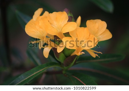porcupine flower yellow color background