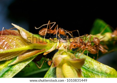 Ants are hanging on green leaves.Insects in formicidae Hymenoptera, The caste is divided into the function of the ants. Serves food Build and repair the nest