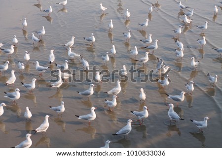 free white doves in sea.