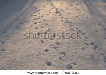 Footprints in the snow. The winter route of animals.