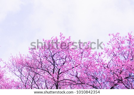 Choose soft focus, beautiful cherry blossom, Prunus cerasoides in Thailand, bright pink flowers of Sakura on the high mountains of Chiang Mai. Spring background and beautiful natural scenery.