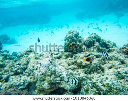 Damselfish, clown fish and surgeonfish swimming in the stunning coral reef in the Pacific Ocean off the coast of Yejele Beach in Tadine, Mare, New Caledonia Royalty-Free Stock Photo #1010846368