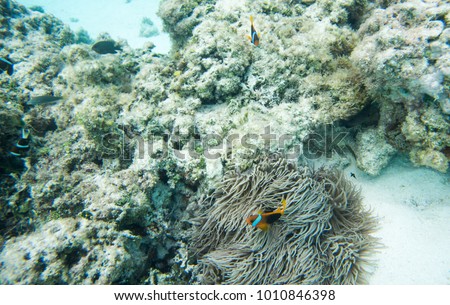 Clown fish in anemone with a variety of tropical fish swimming in the stunning coral reef in the Pacific Ocean off the coast of Yejele Beach in Tadine, Mare, New Caledonia Royalty-Free Stock Photo #1010846398