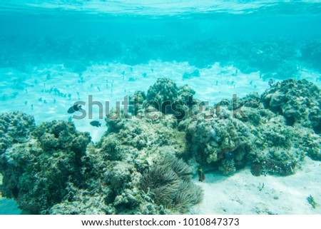 Clown fish, surgeonfish, domino damsel and three-striped damselfish swimming in the stunning coral reef with sea cucumber in the Pacific Ocean in Tadine, Mare, New Caledonia Royalty-Free Stock Photo #1010847373