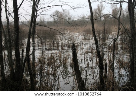 Winter forest. Frozen bog.