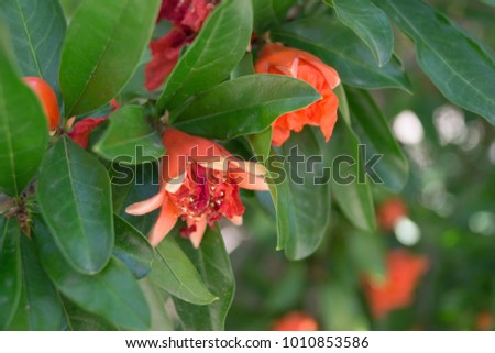 Garnet bud with on a pomegranate tree