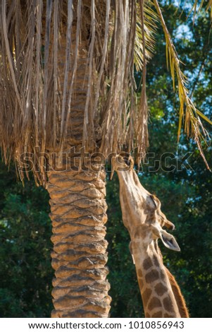 Giraffe eating dates palm tree leafs