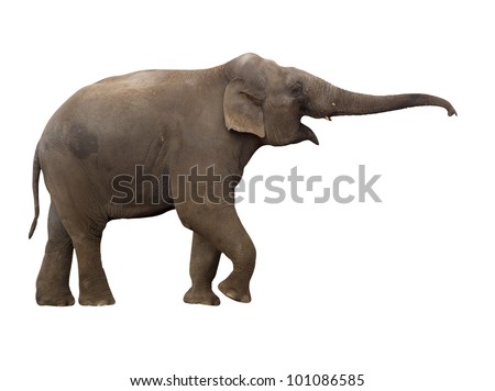 Elephant with long trunk, isolated on background