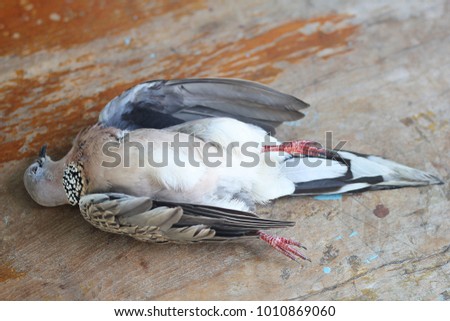 The death of a pigeon on old wood
