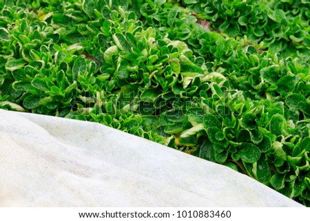 Corn salad with garden fleece in the lower part of the picture, big plants in rows  with water drops