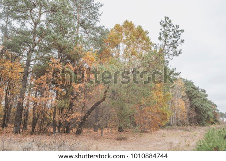 Autumn landscape in pine forest. Nature in the vicinity of Pruzhany, Brest region,Belarus.